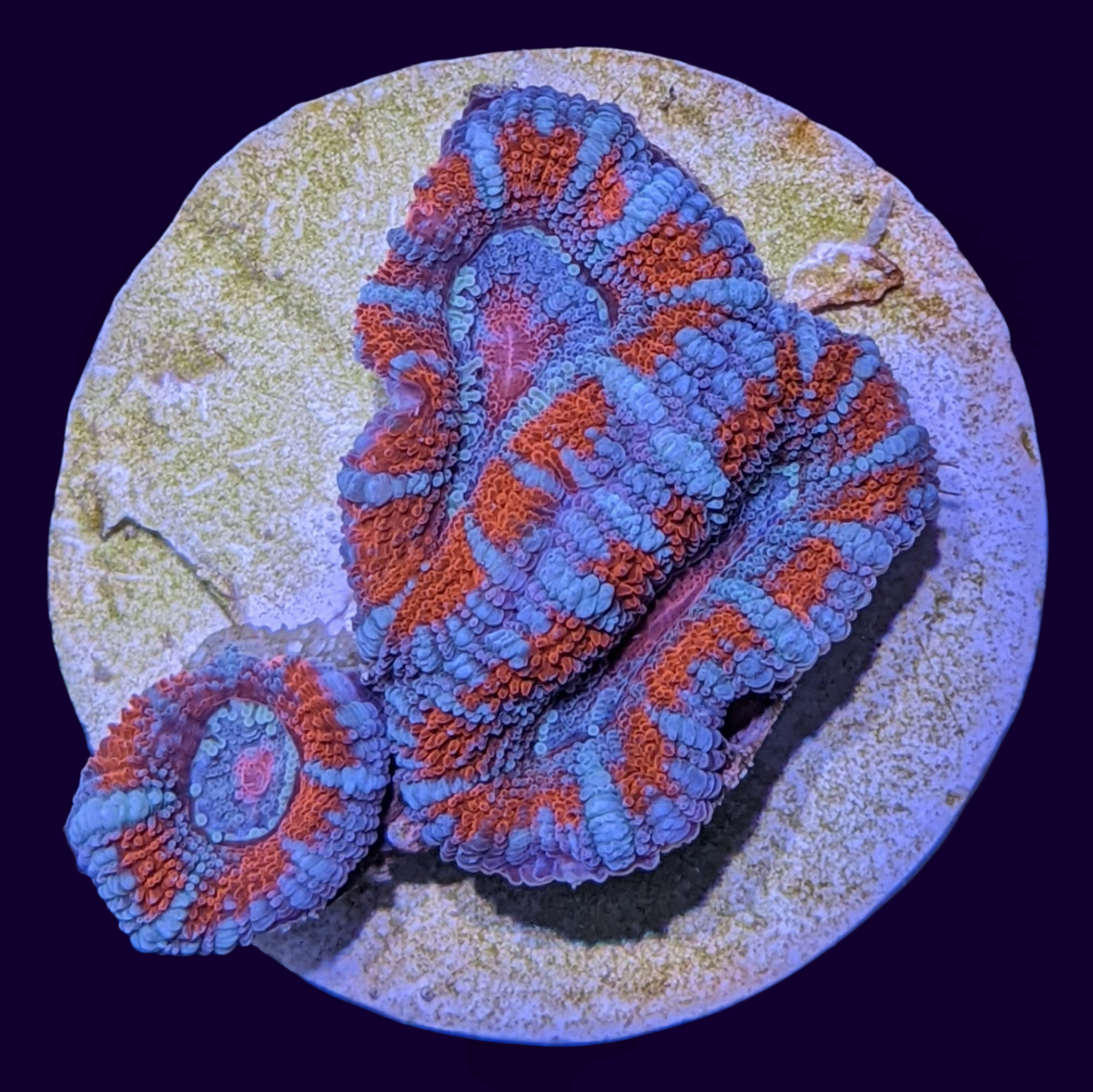 Acanthastrea Lordhowensi