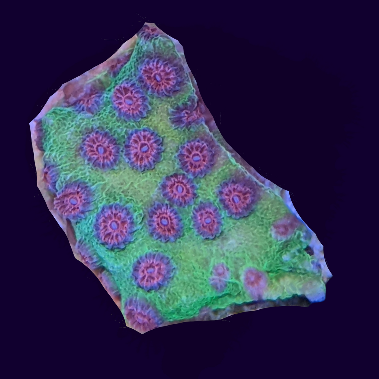 Alien Pox Cyphastrea