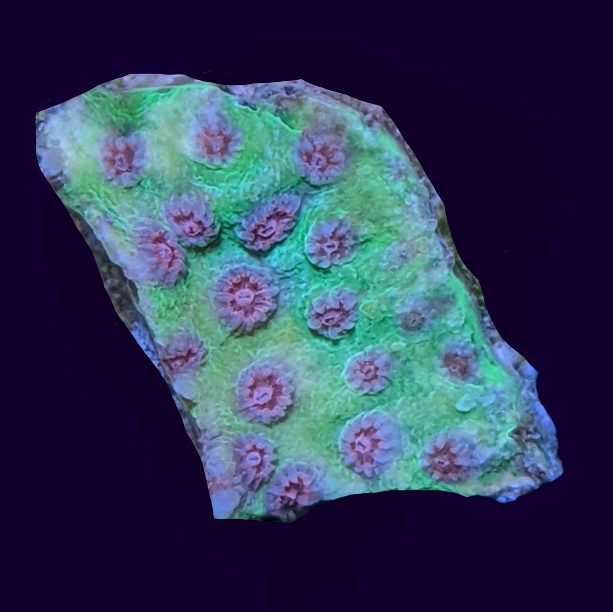 Alien Pox Cyphastrea