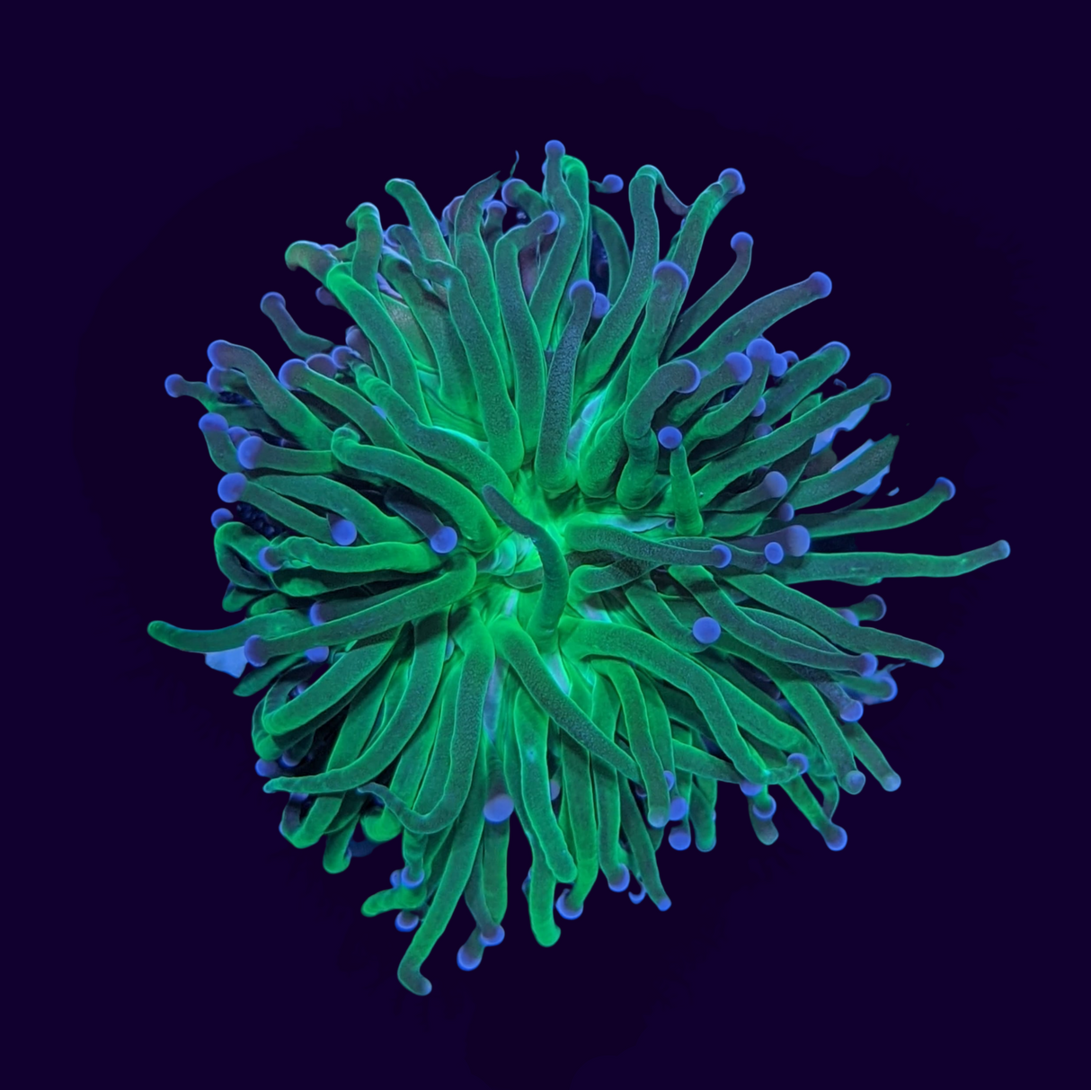 Large Green Torch Frag