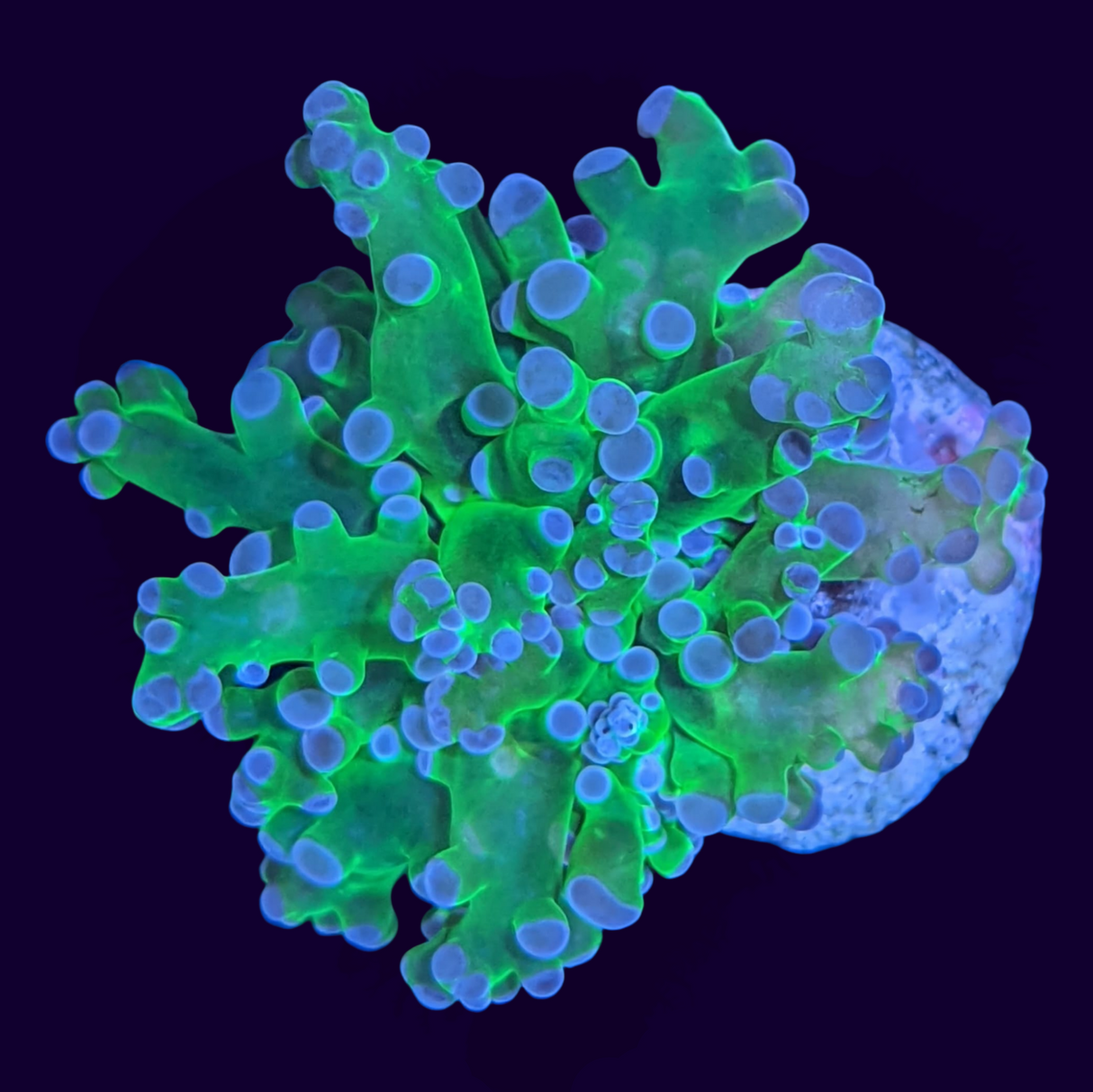 Green Frogspawn Frag