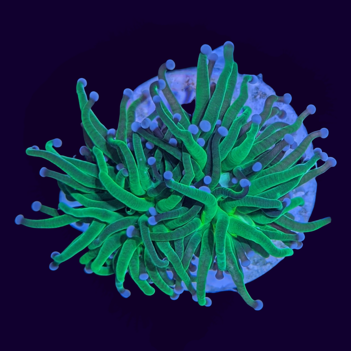 2 Head Large Green Torch Frag