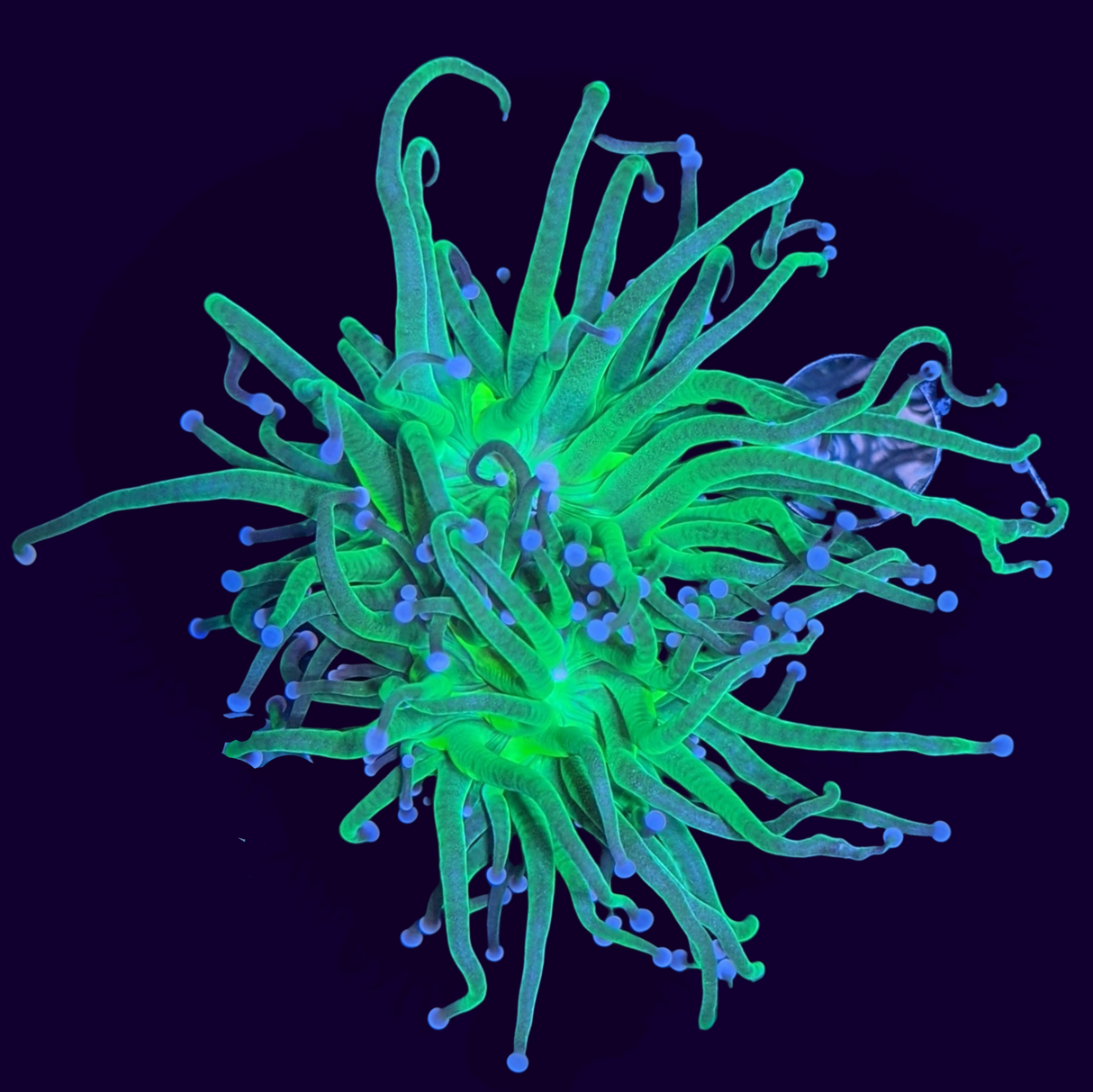 2 Head Large Green Torch Frag