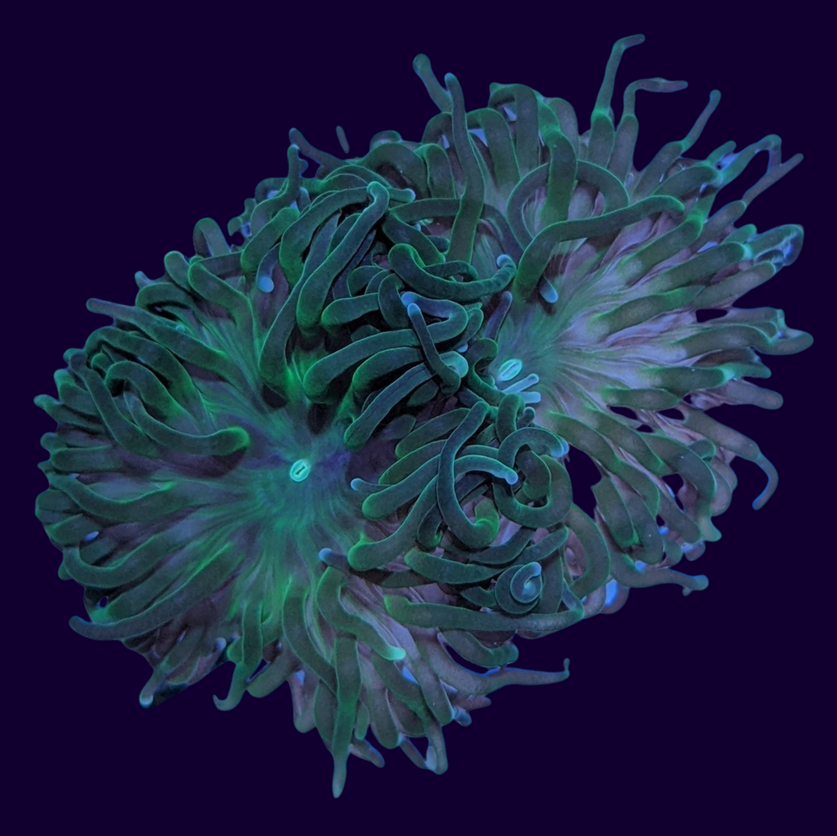 2 Head Large Green Torch Frag