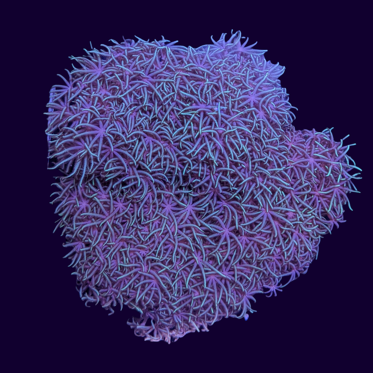 Green Star Polyp Colony