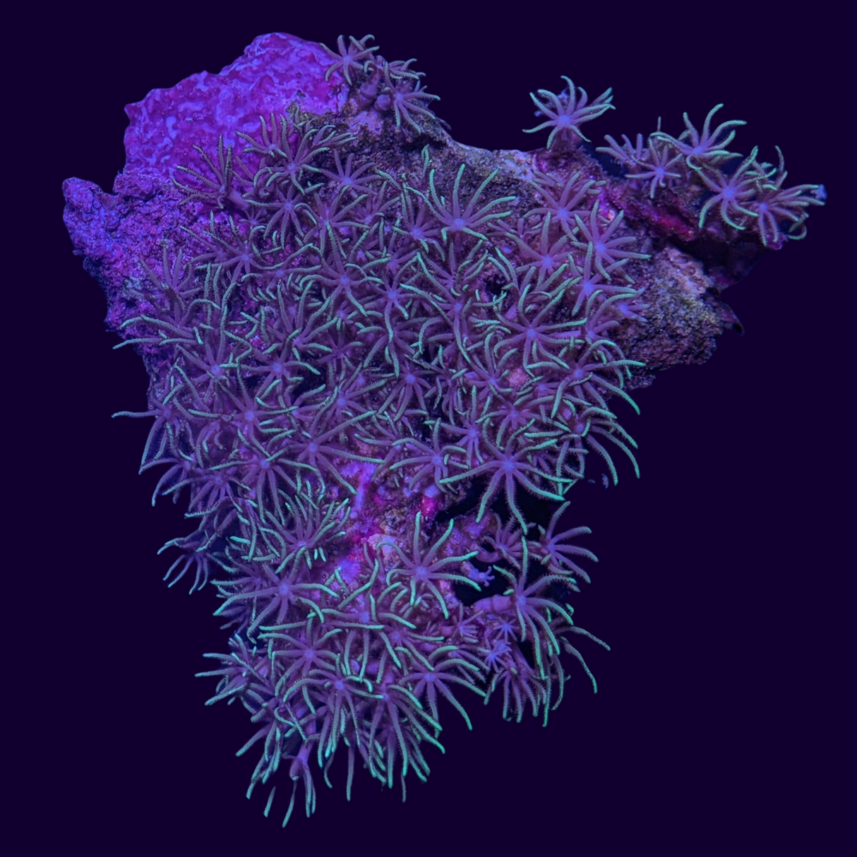 Green Star Polyp Colony