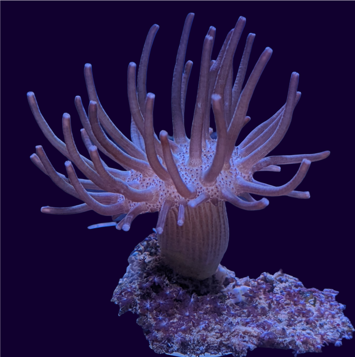 Toadstool Frag (UK Grown)