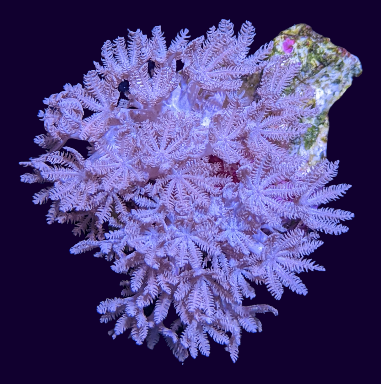 Pulsing Xenia Elongata (UK Grown)