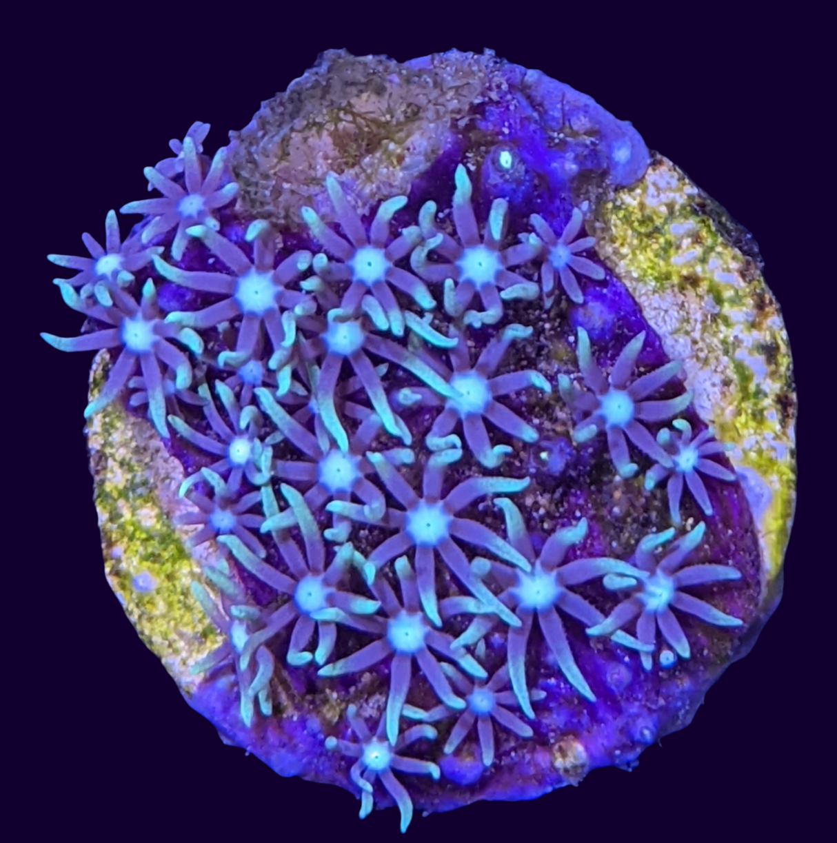 Star Polyps (Standard Plug) (UK Grown)