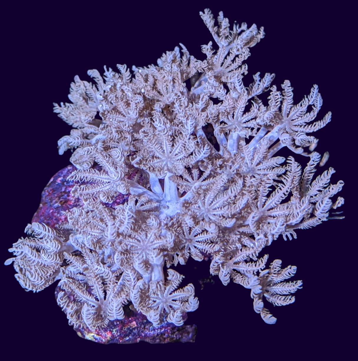 Pulsing Xenia Elongata (UK Grown)