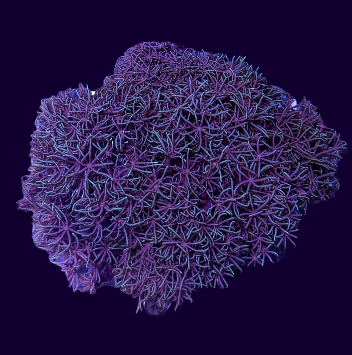 Green Star Polyp Colony