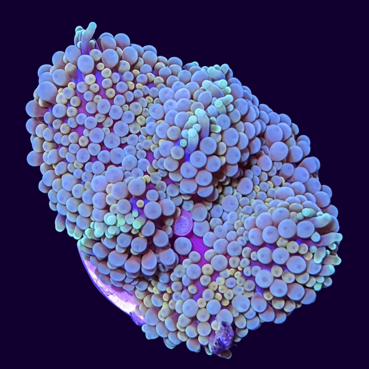 Multicolour Ricordia Mushroom