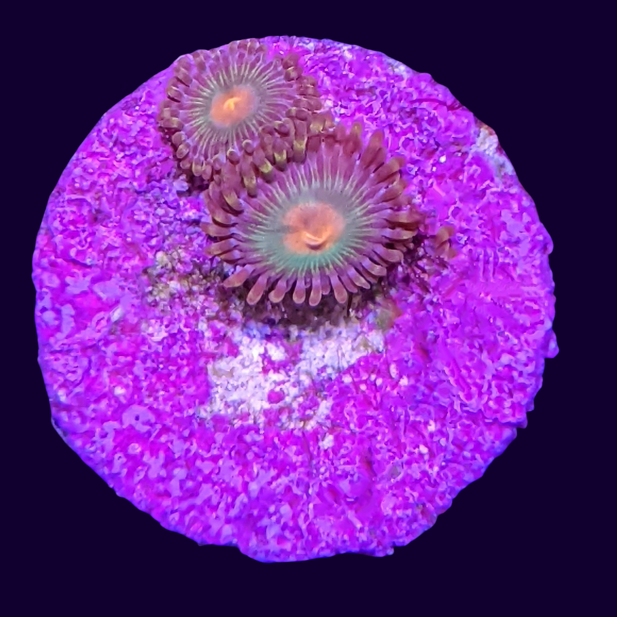 John Deere Zoa Frag (UK Grown)