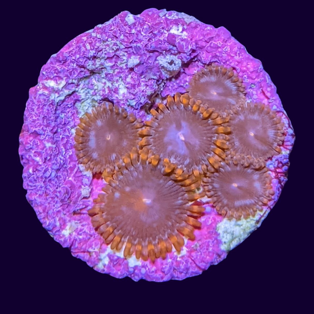 Chocolate Orange Zoa Frag