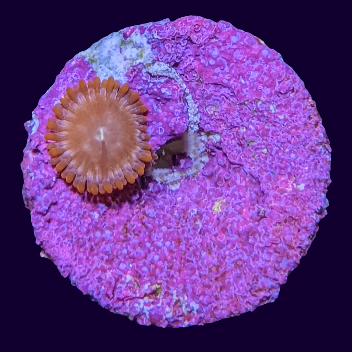 Chocolate Orange Zoa Frag