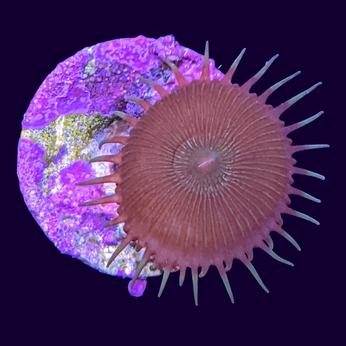 Paly Zoa Frag (UK Grown)