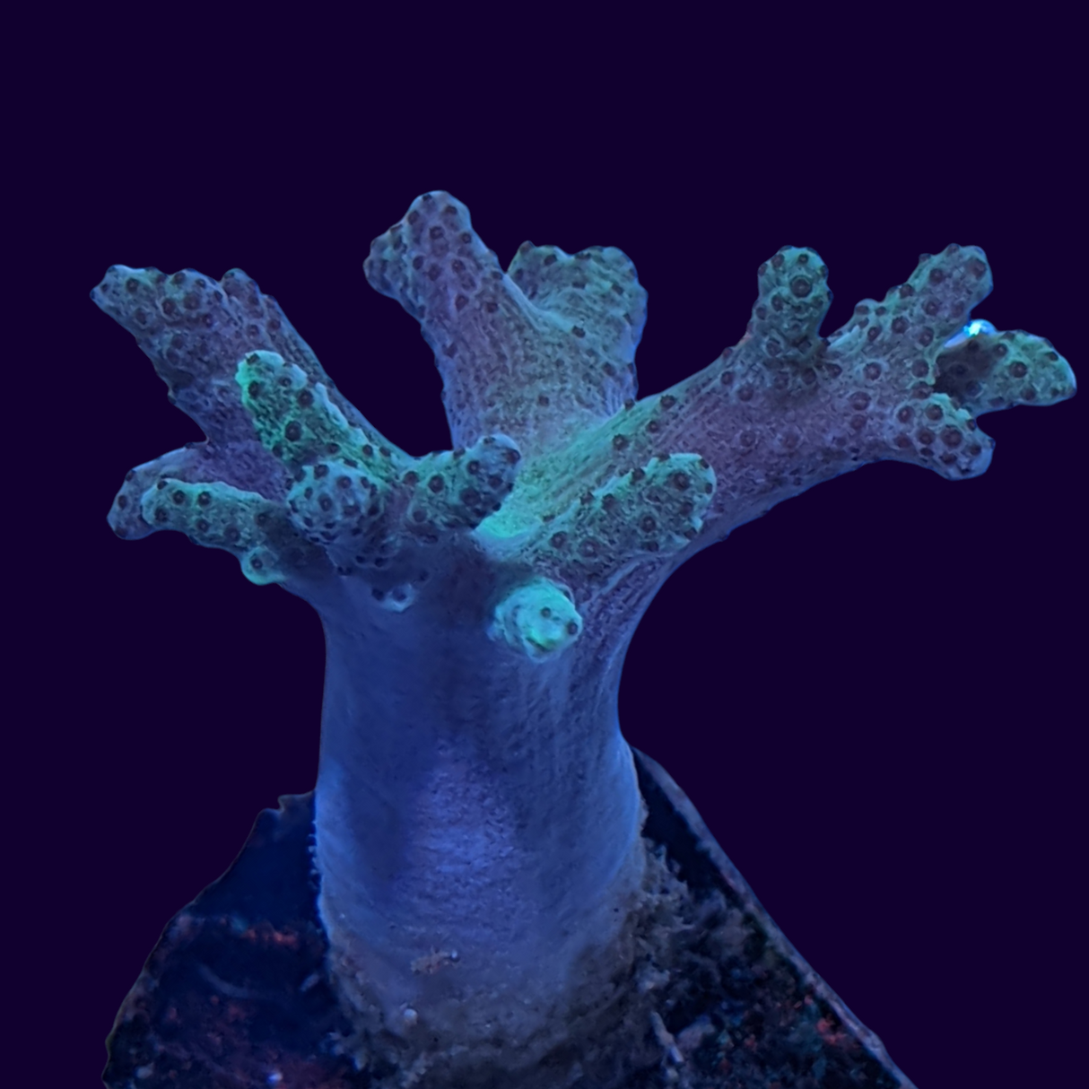 Aquacultured Green Sinularia