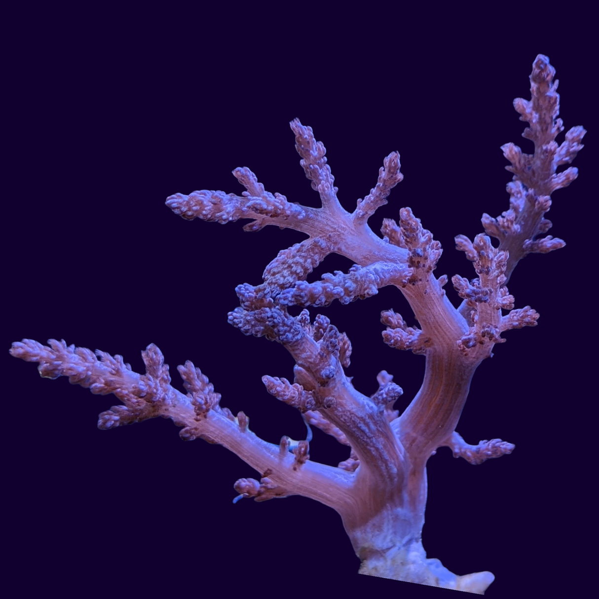 Nepthea pale pinkish green(UK Grown)