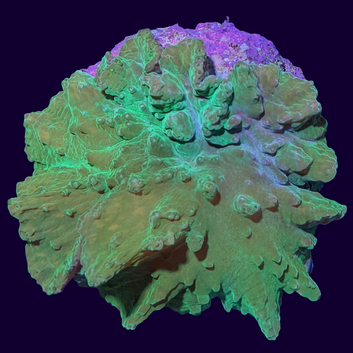 Aquacultured Green Sinularia Dura Cabbage Coral Colony