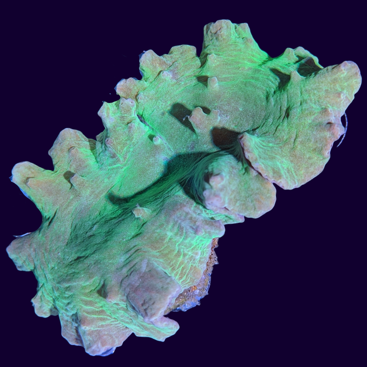 Green Sinularia Dura Cabbage Coral Mini Colony