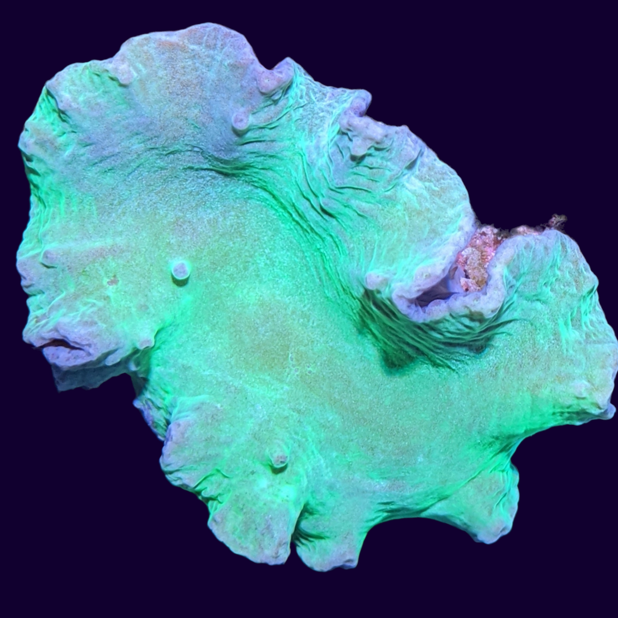 Green Sinularia Dura Cabbage Coral Mini Colony