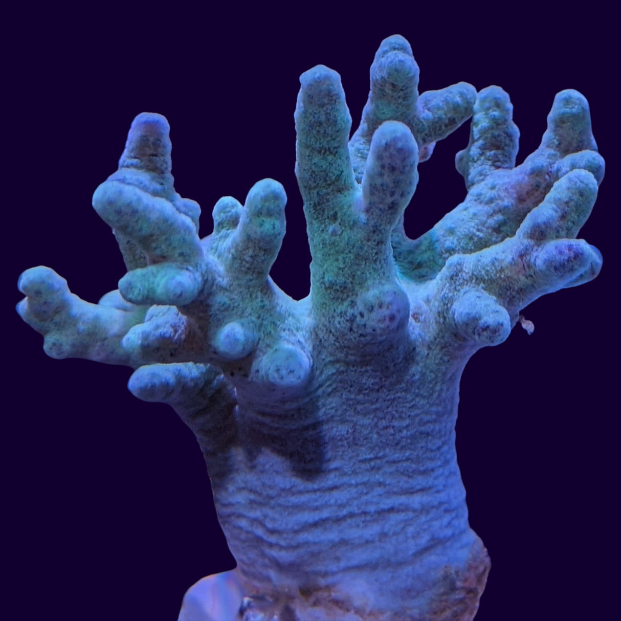 Aquacultured Green Sinularia