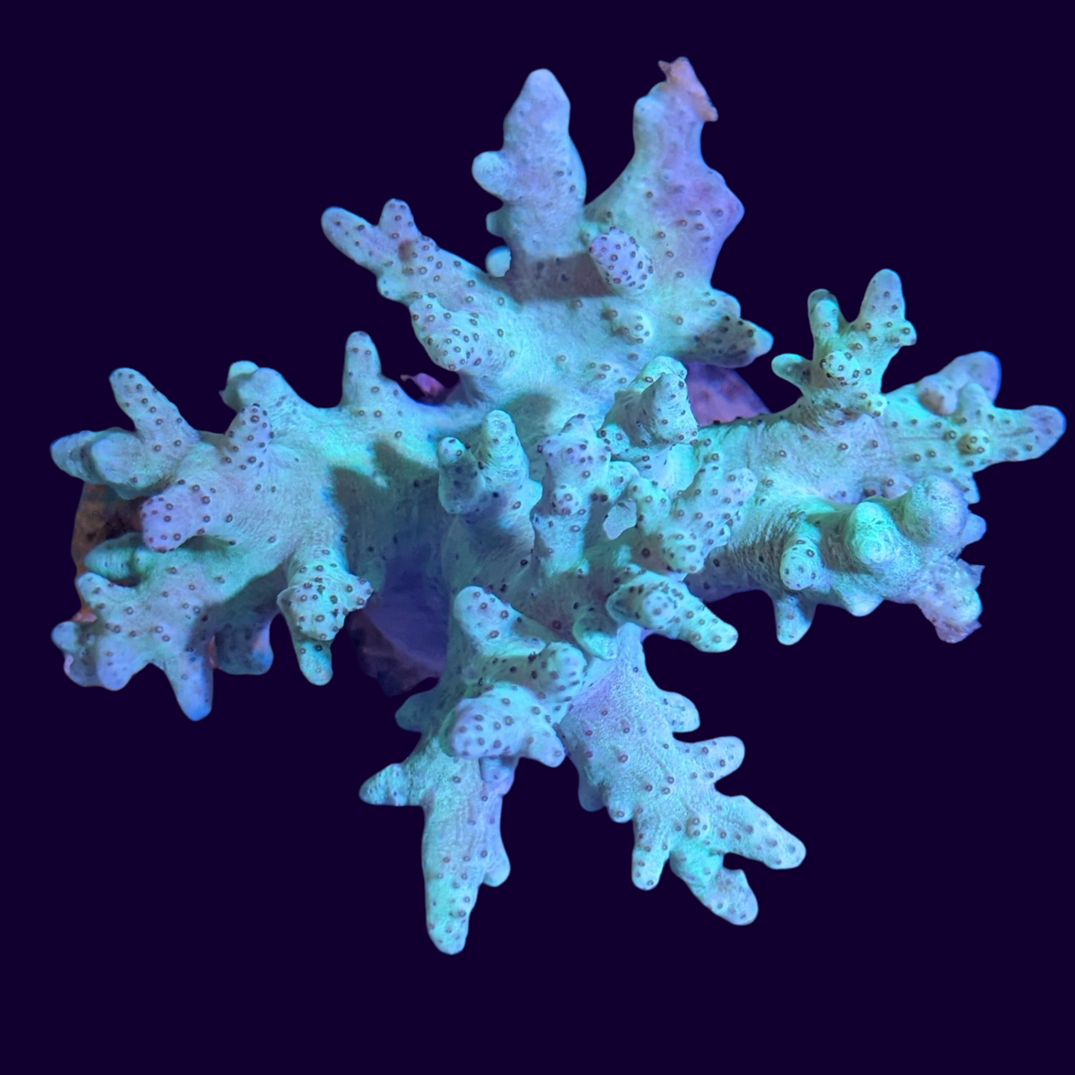 Aquacultured Green Sinularia Mini Colony