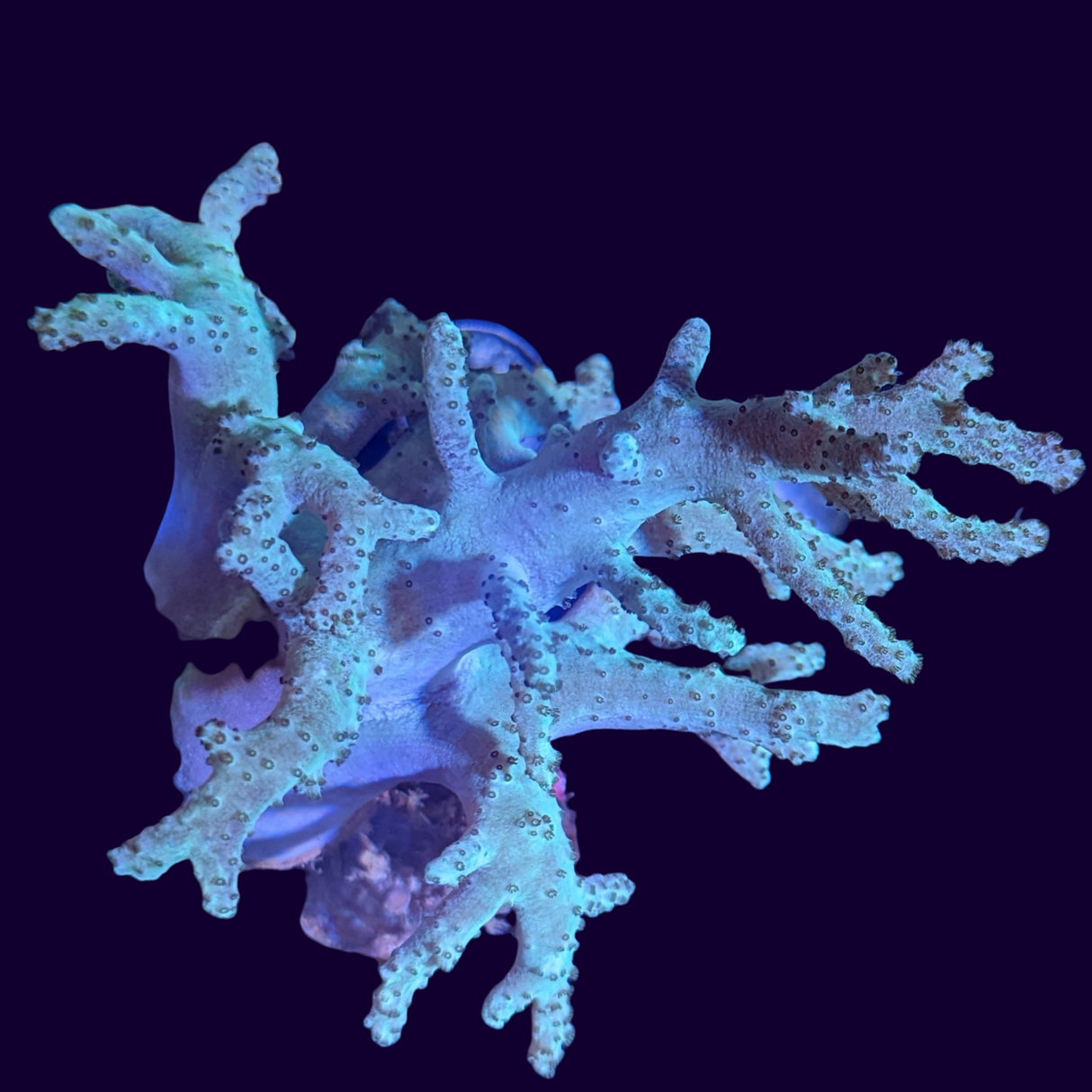 Aquacultured Green Sinularia Mini Colony