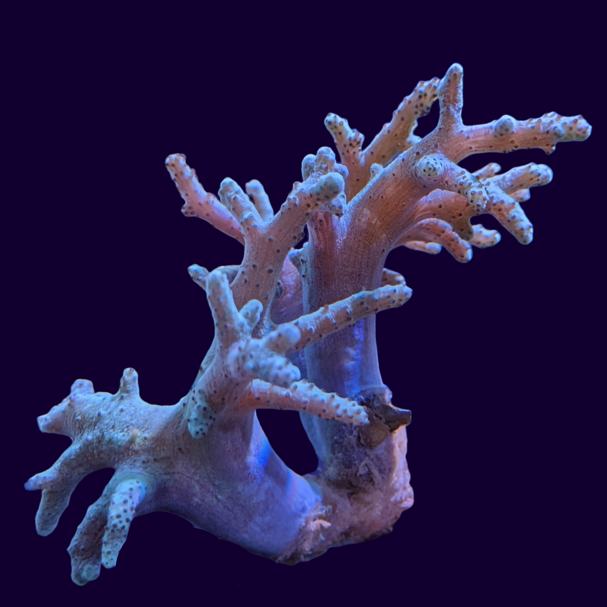 Aquacultured Green Sinularia Mini Colony