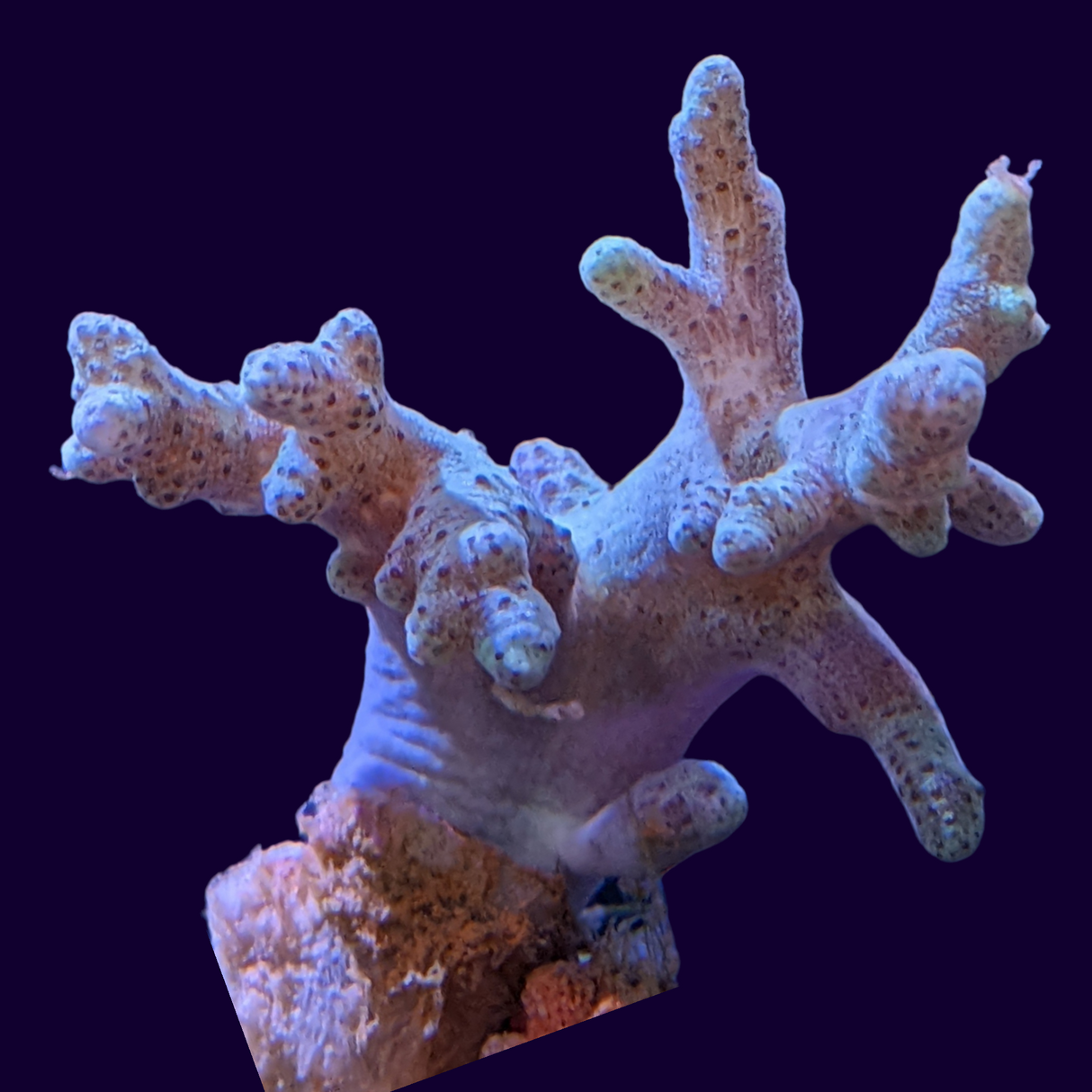 Aquacultured Green Sinularia