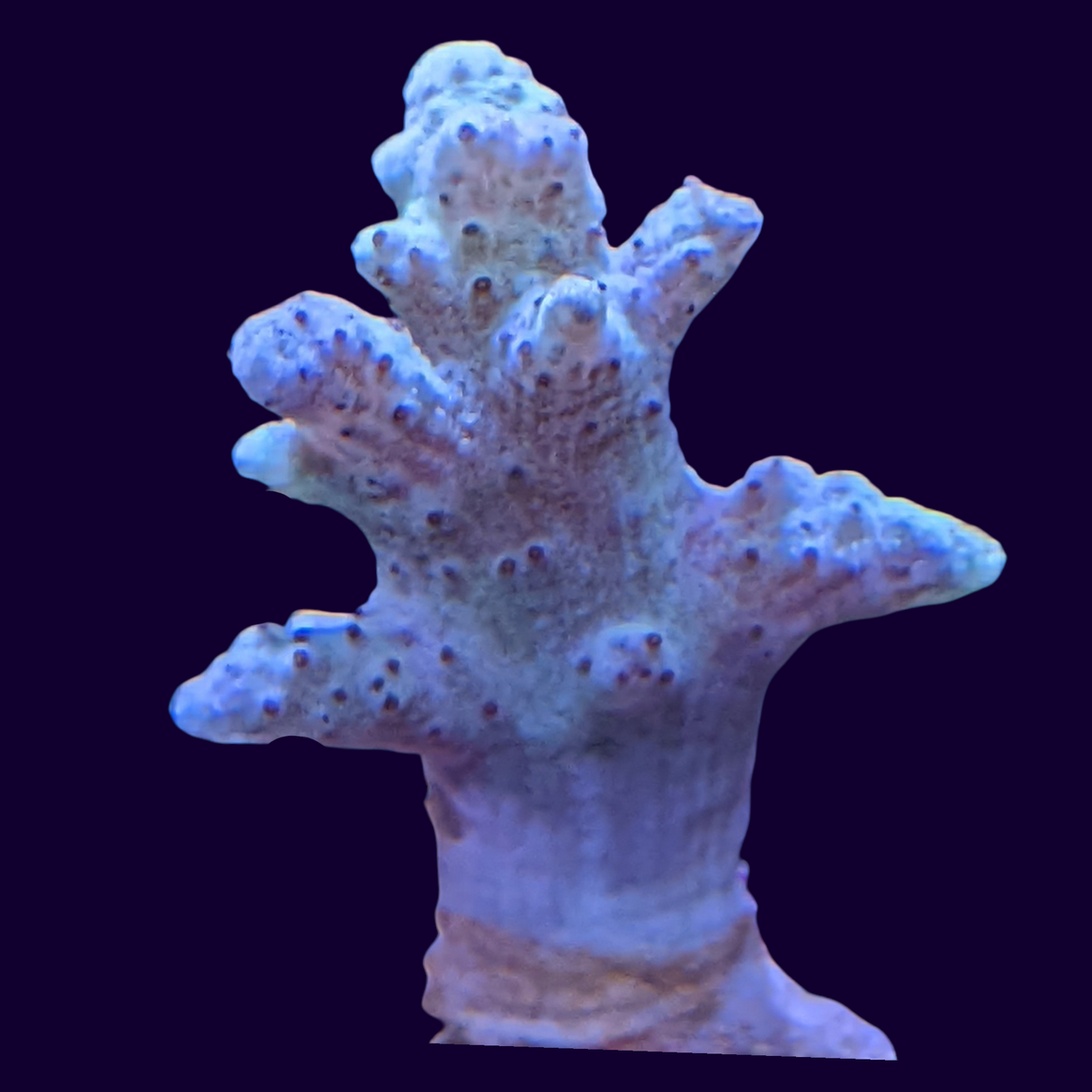 Aquacultured Green Sinularia