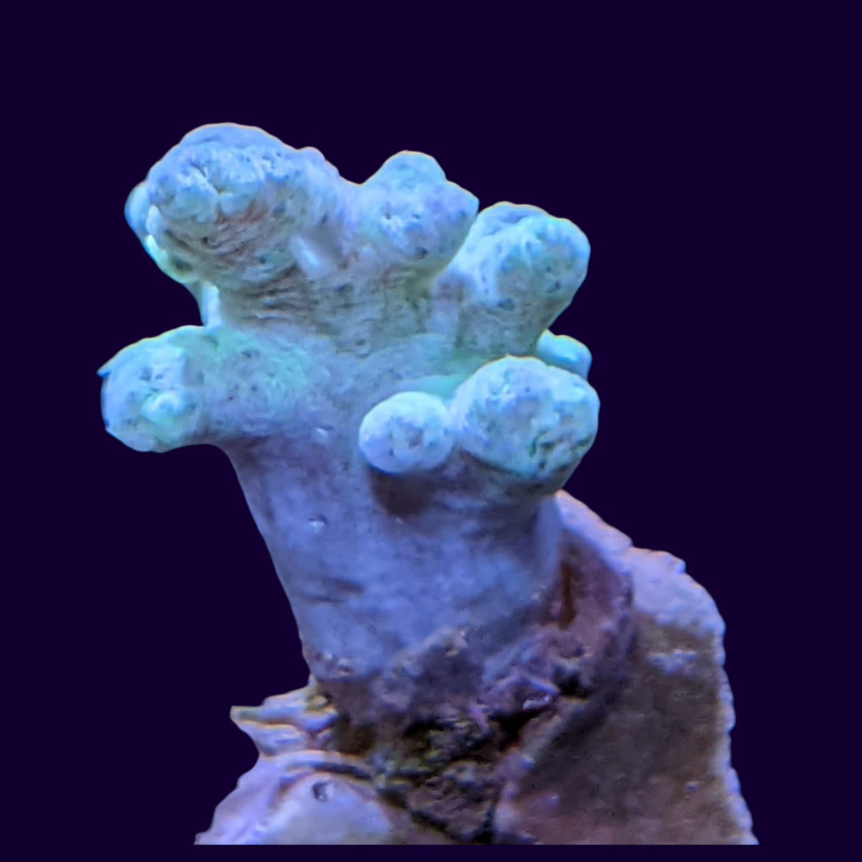 Aquacultured Green Sinularia