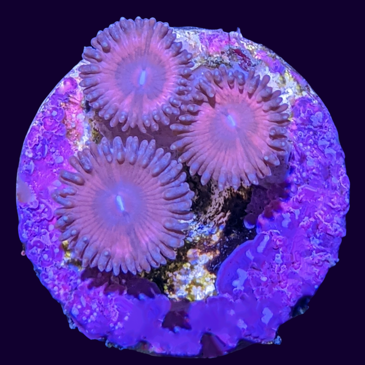 Pink Passion Zoa Frag (UK Grown)