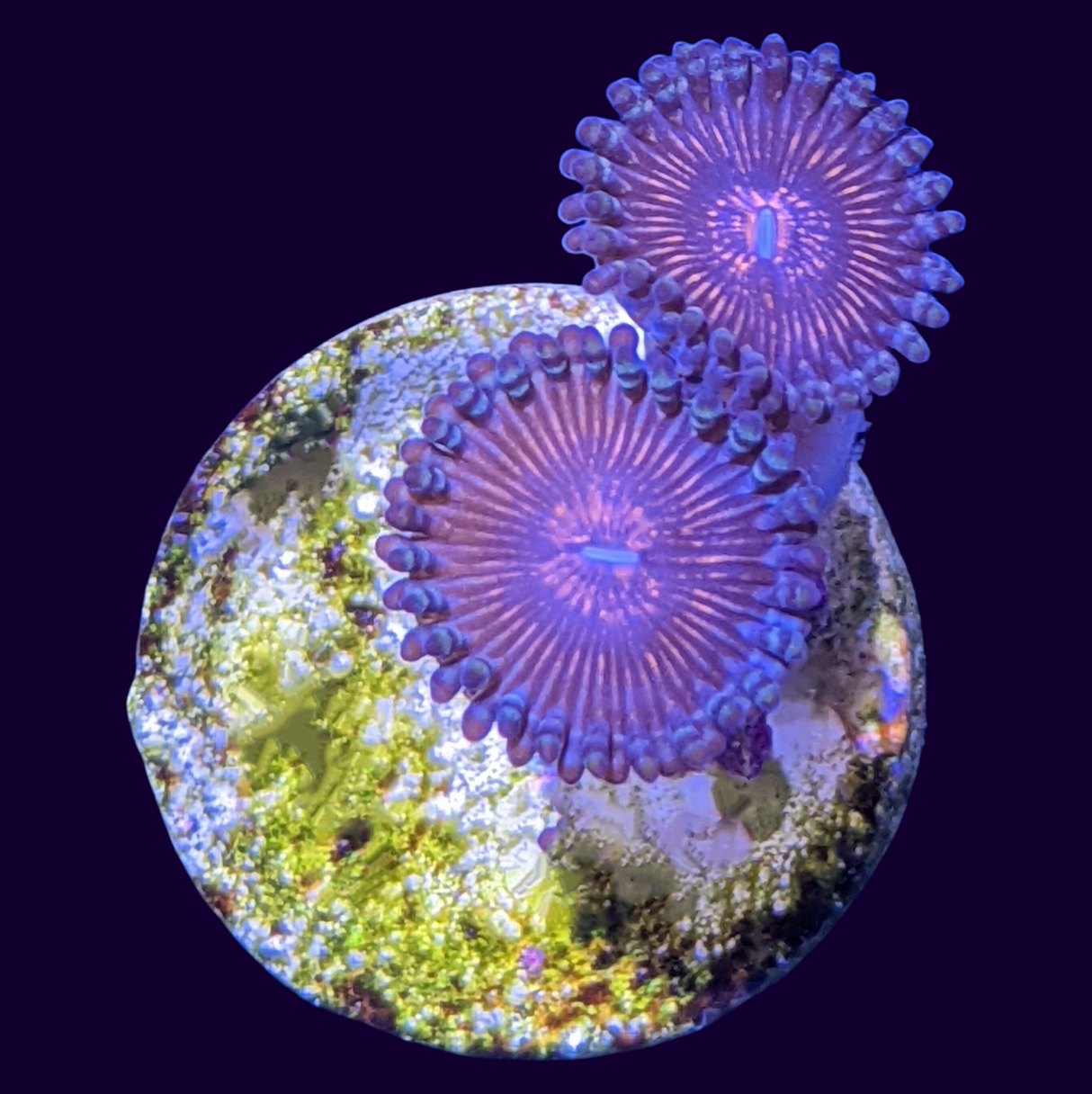 Pink Passion Zoa Frag (UK Grown)