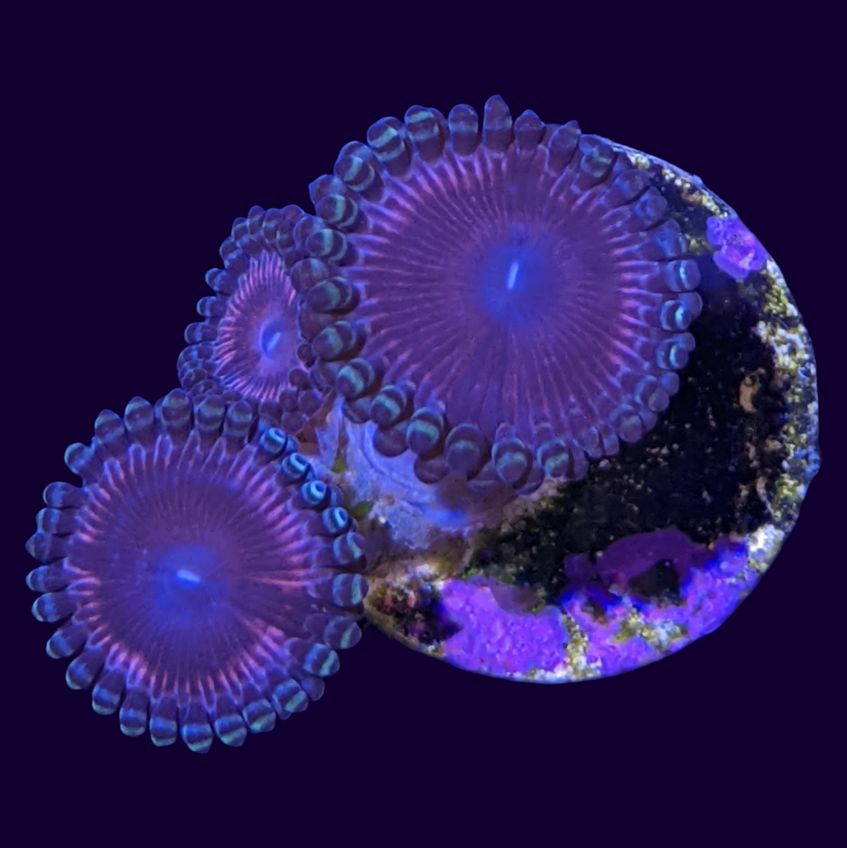 Pink Passion Zoa Frag (UK Grown)