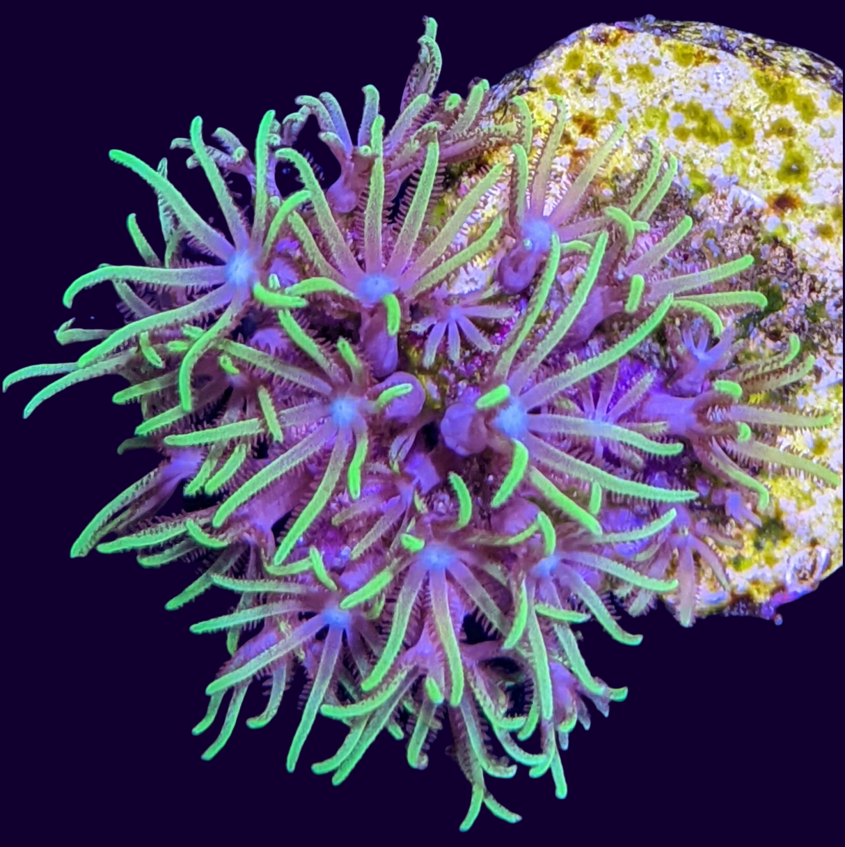 Star Polyps (Standard Plug) (UK Grown)