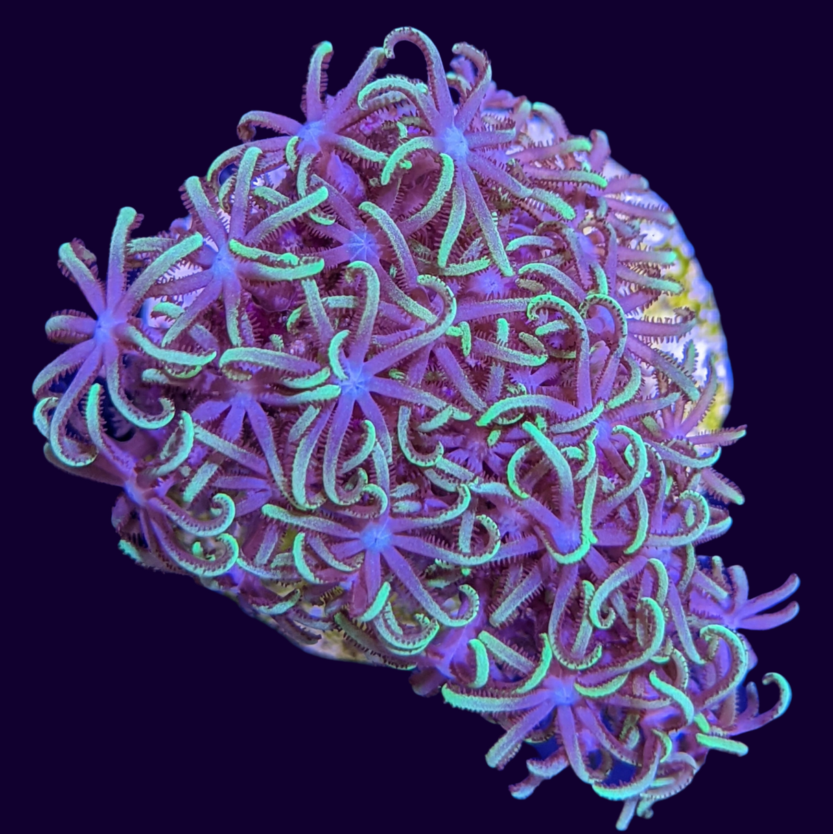 Star Polyps (Standard Plug) (UK Grown)