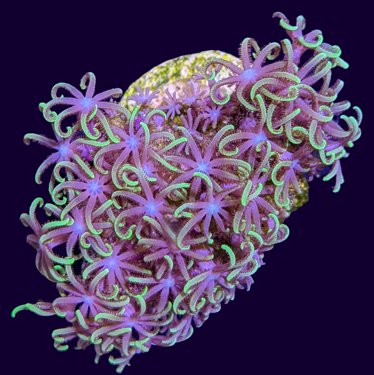 Star Polyps (Standard Plug) (UK Grown)