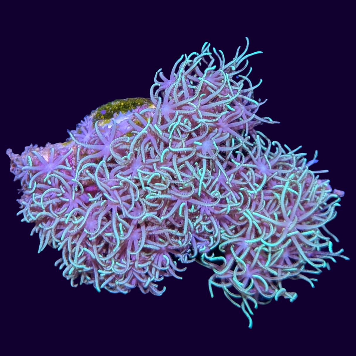 Star Polyps (Standard Plug) (UK Grown)