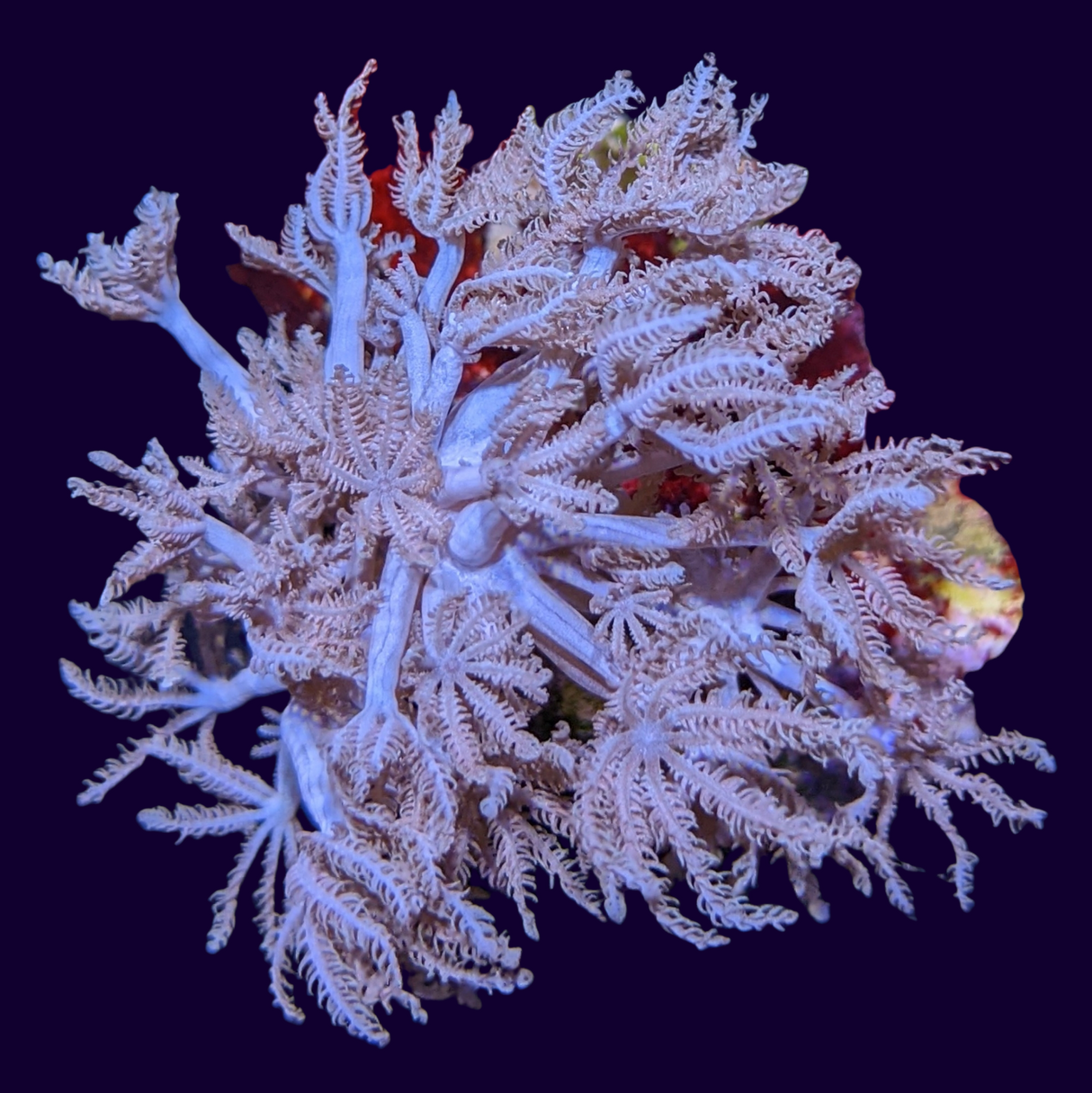 Pulsing Xenia Elongata (UK Grown)