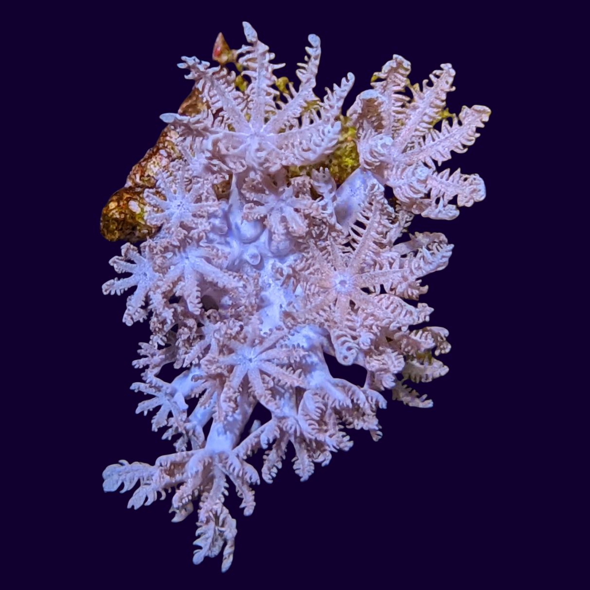 Pulsing Xenia Elongata (UK Grown)