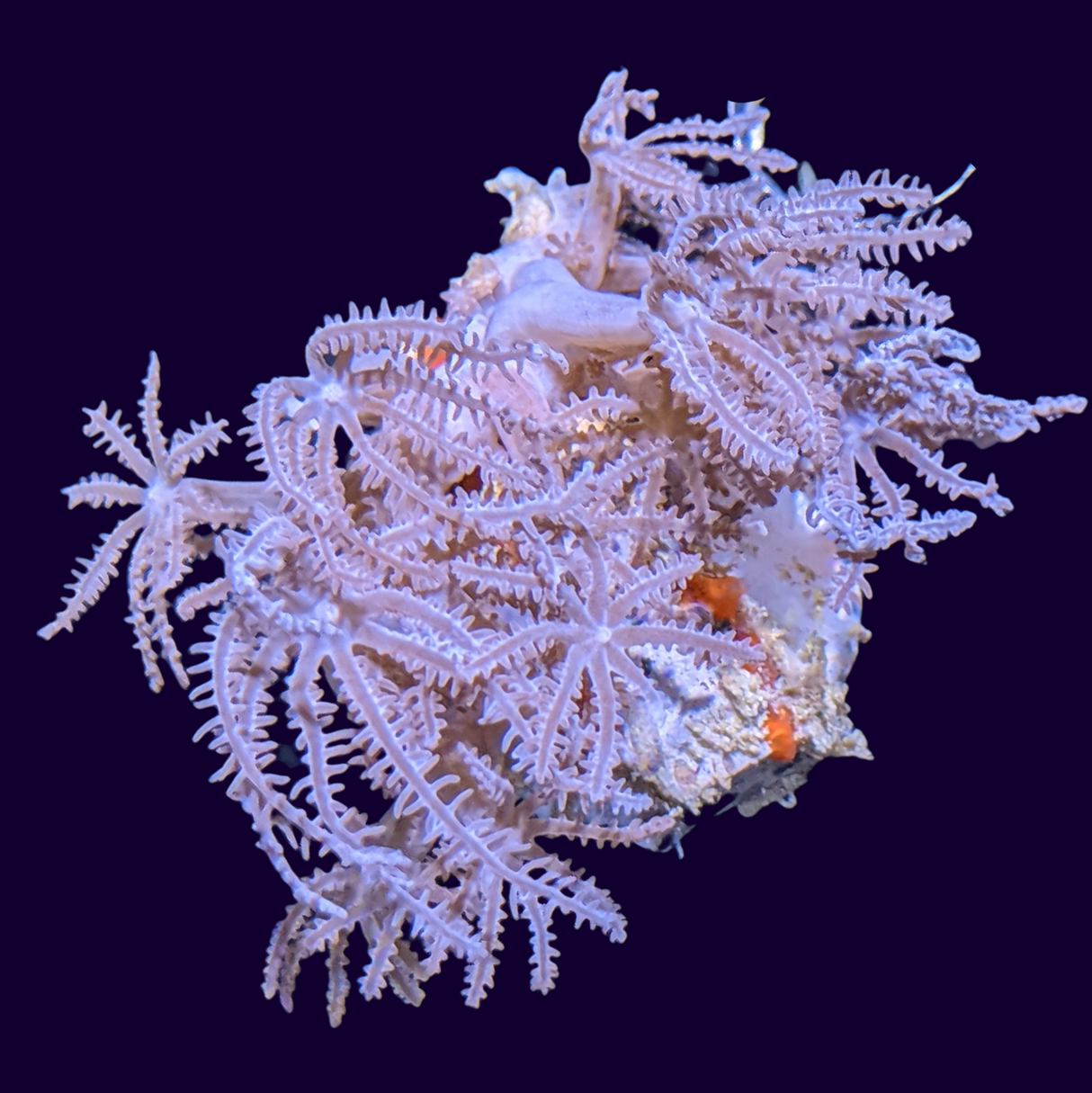 Waving hand coral
