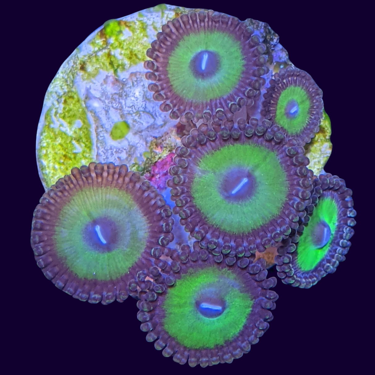 Candy Apple Mini Zoa Colony