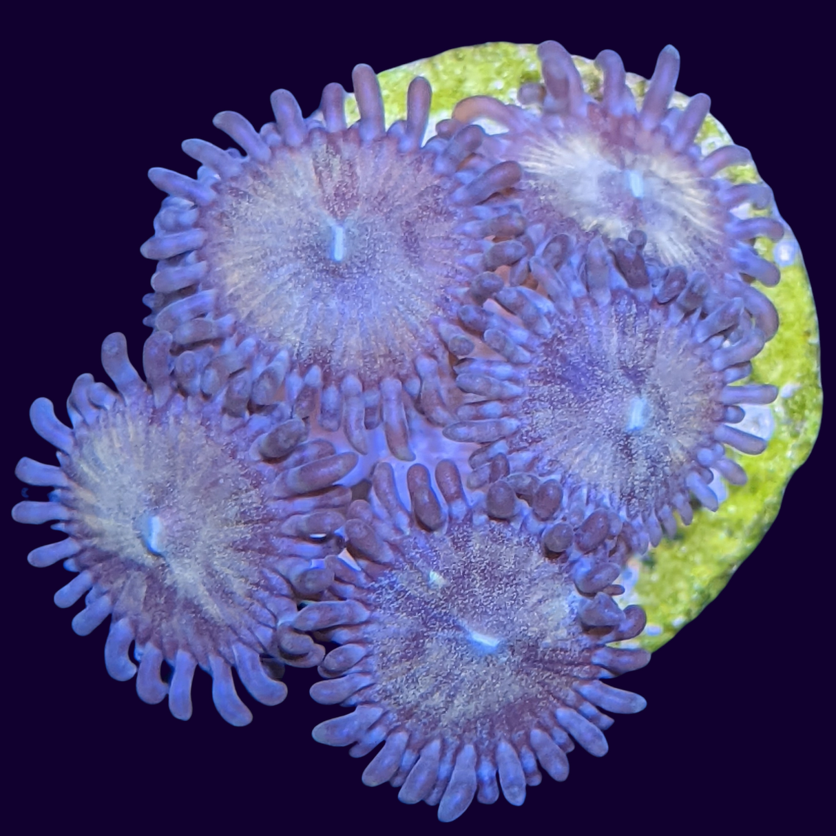 Fairy Dust Zoa Mini Colony