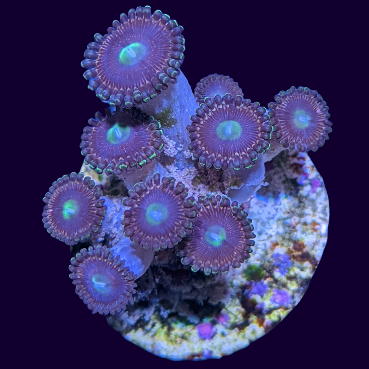 Pink Mini Zoa Colony
