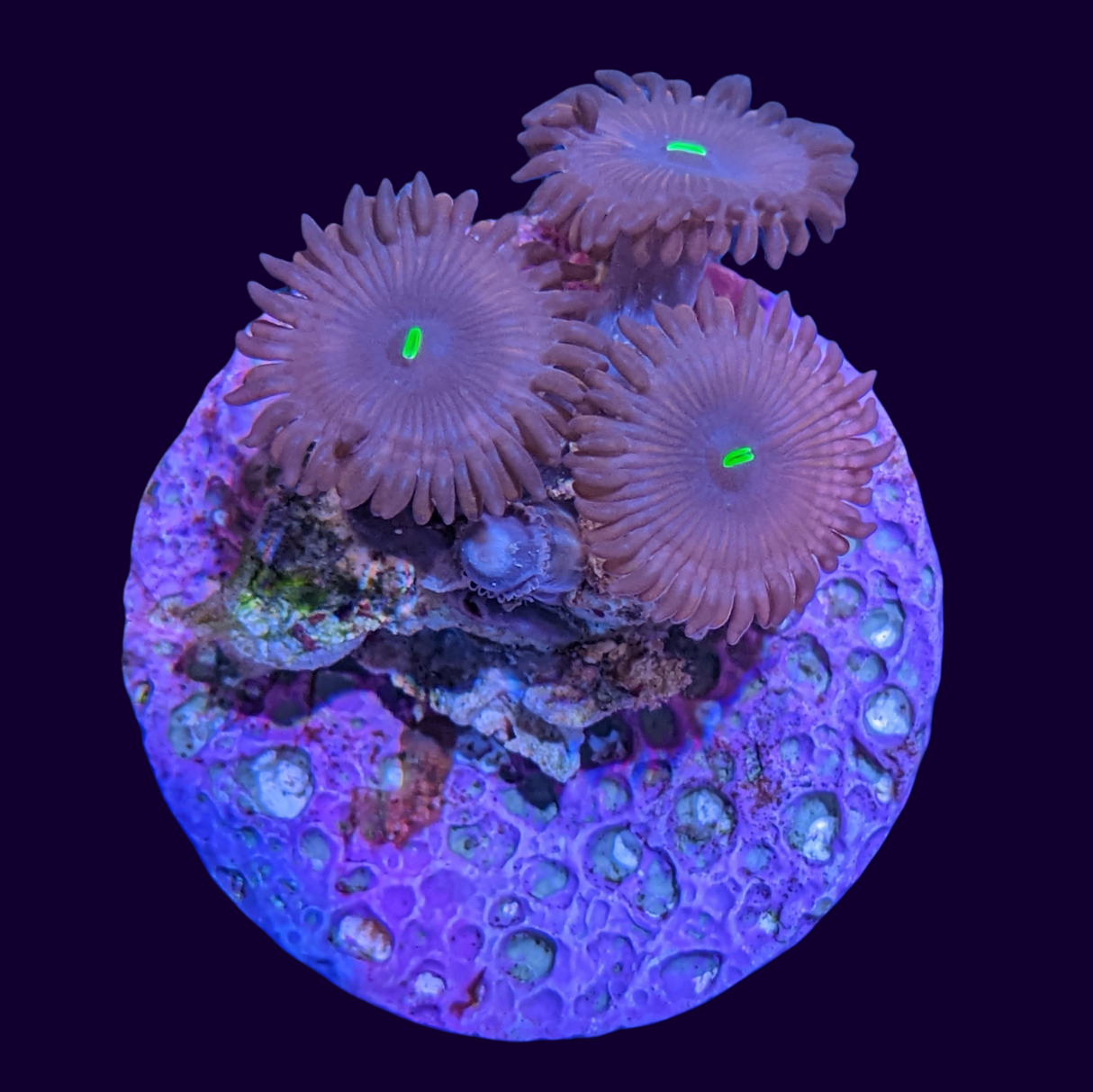 Red People Eater Mini Colony