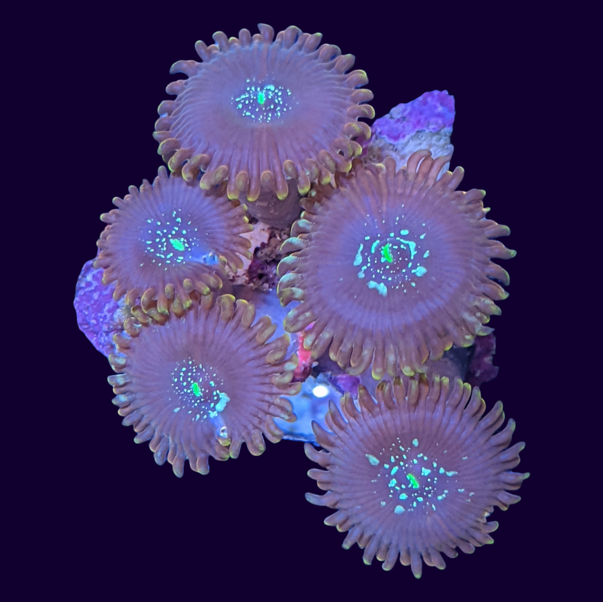 Magical Mini Zoa Colony