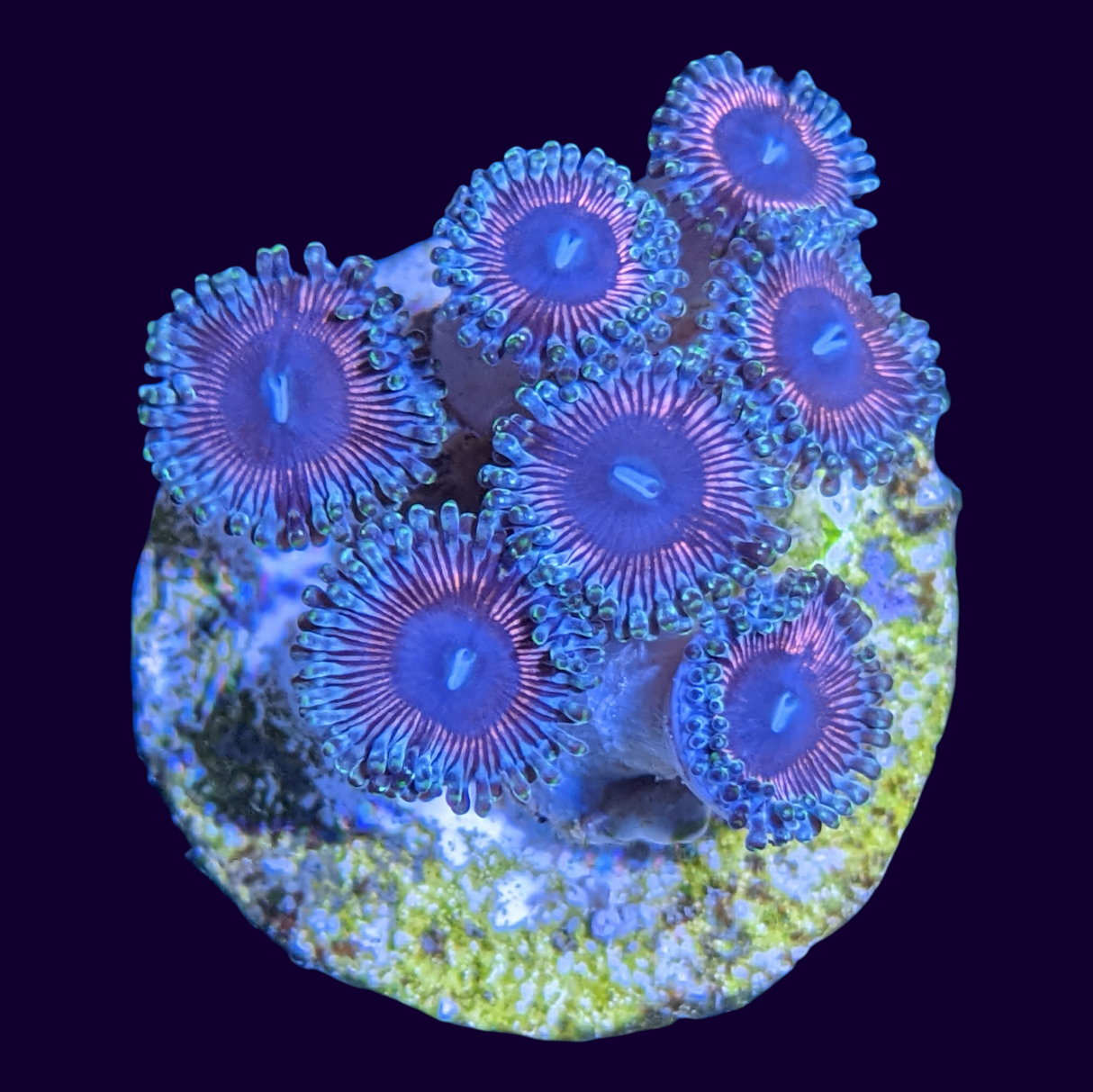 Pink Mini Zoa Colony
