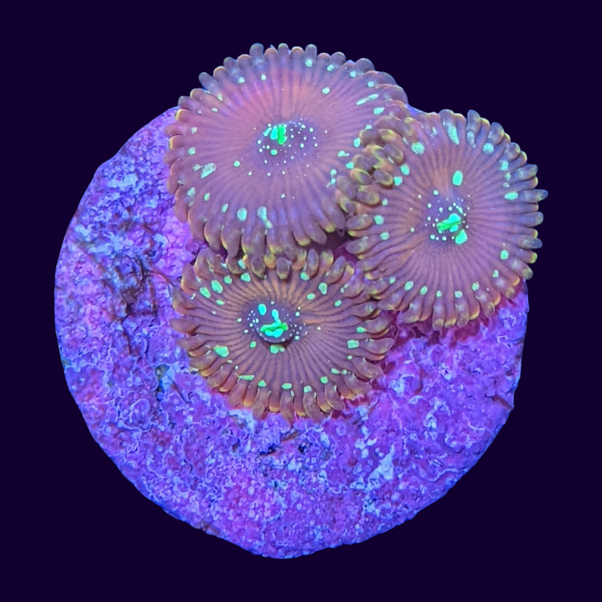 Magician Zoa Frag