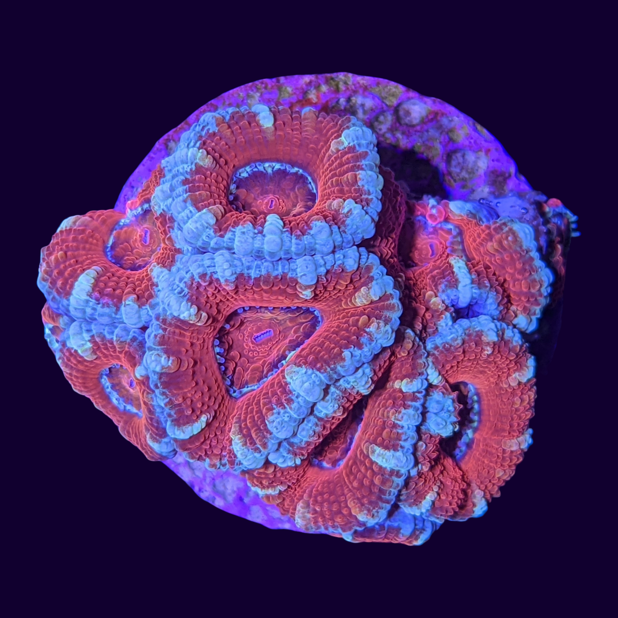 Acanthastrea Lordhowensi